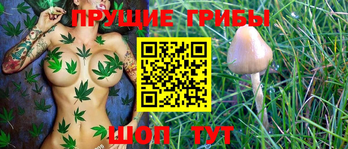 Галлюциногенные грибы Cubensis  где найти   Вход с VPN  Владивосток  Галлюциногенные грибы Psilocybe 